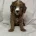 Cavapoo
