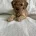 Cavapoo