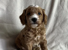 Cavapoo
