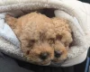Cavapoo