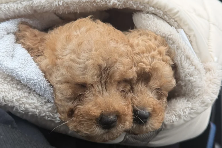 Cavapoo