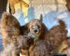 Cavapoo