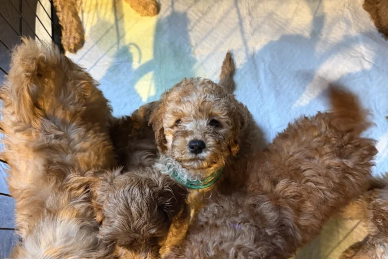 Cavapoo