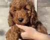Cavapoo