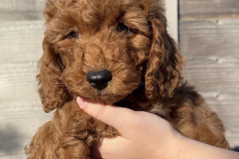 Cavapoo