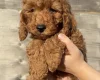 Cavapoo