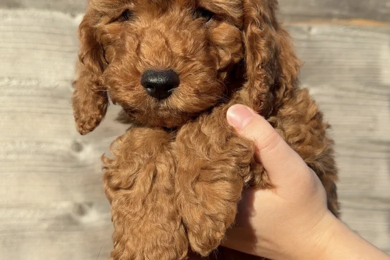 Cavapoo