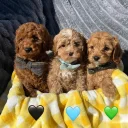 Cavapoo