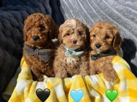 Cavapoo