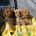 Cavapoo
