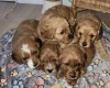 Cavapoo