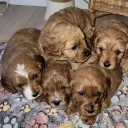 Cavapoo