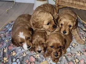 Cavapoo