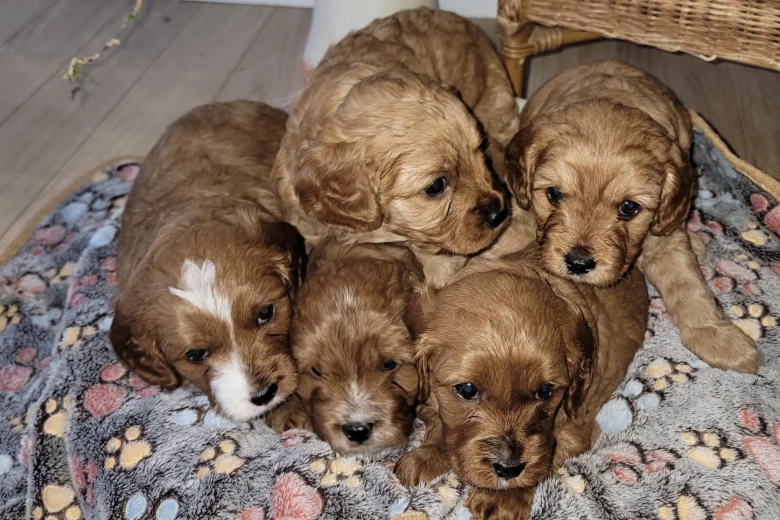 Cavapoo
