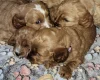 Cavapoo