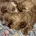 Cavapoo