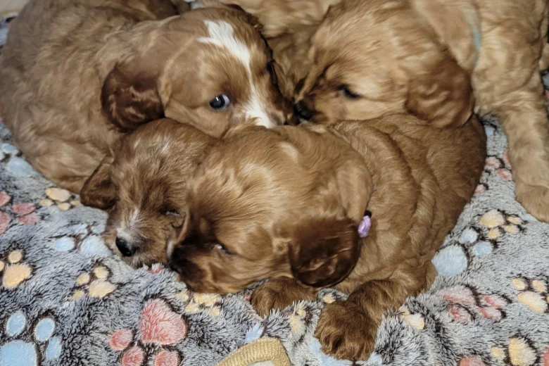 Cavapoo
