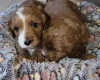 Cavapoo