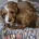 Cavapoo