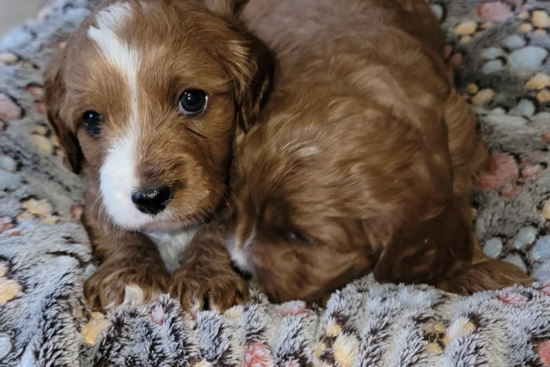 Cavapoo