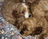 Cavapoo