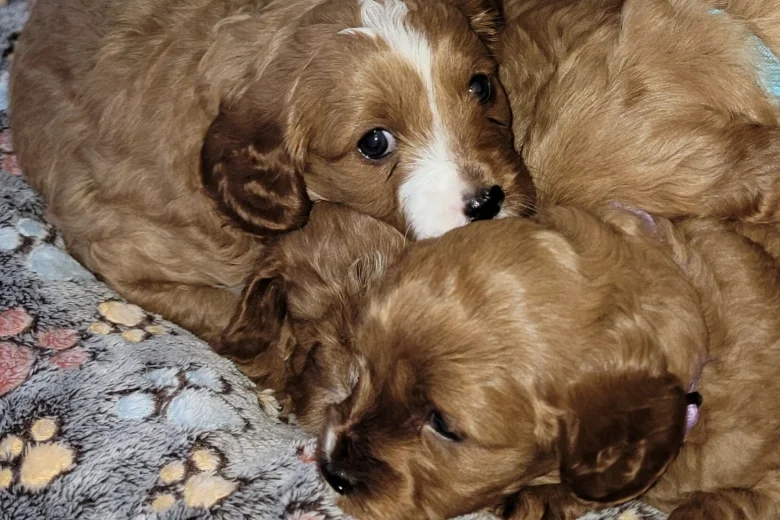 Cavapoo