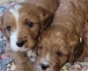 Cavapoo