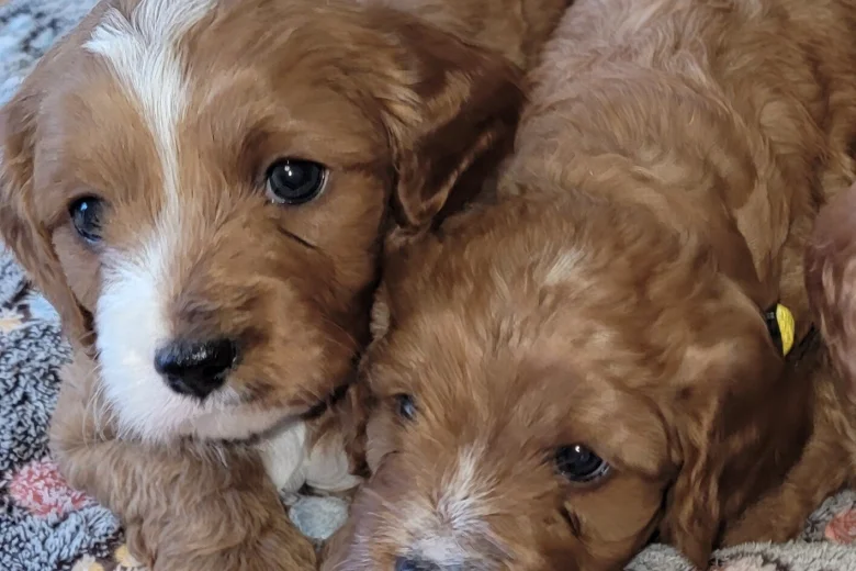 Cavapoo