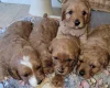Cavapoo