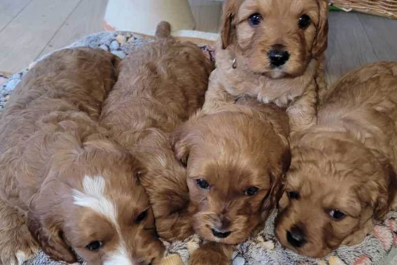 Cavapoo