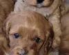 Cavapoo
