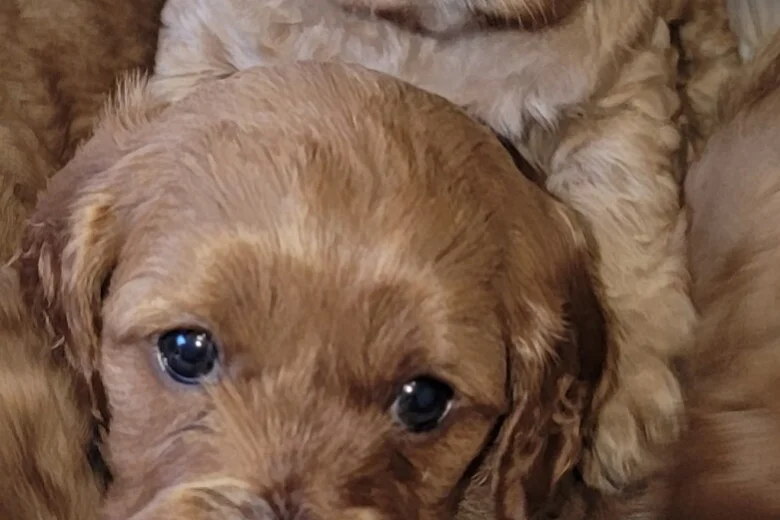 Cavapoo