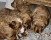 Cavapoo
