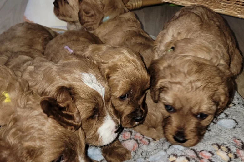 Cavapoo