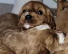 Cavapoo