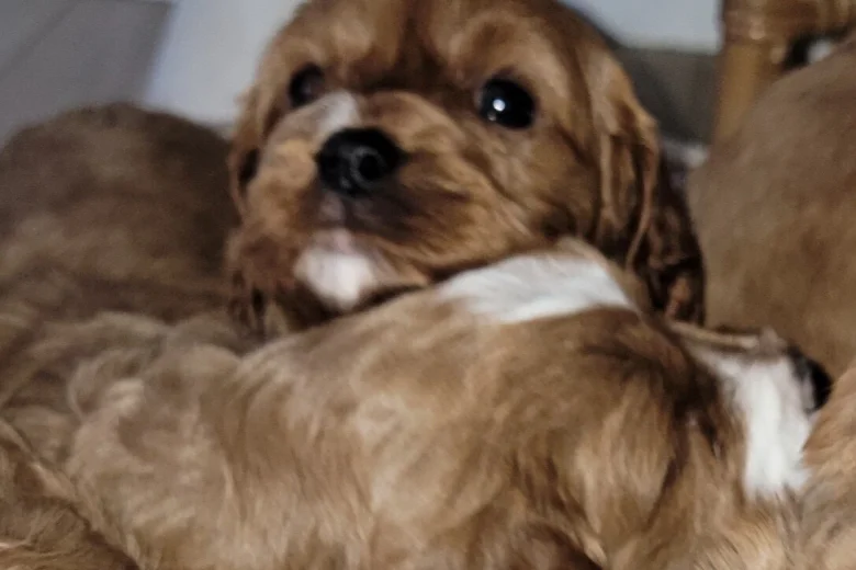 Cavapoo