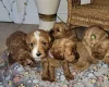 Cavapoo