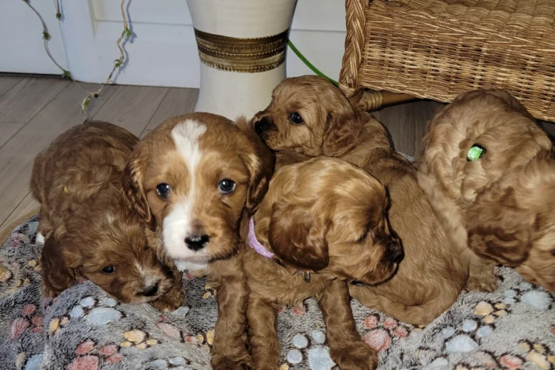 Cavapoo