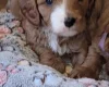 Cavapoo
