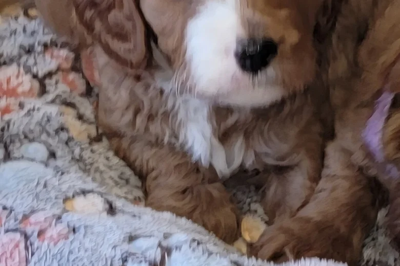 Cavapoo