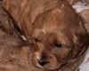 Cavapoo