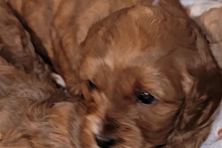 Cavapoo