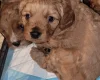 Cavapoo