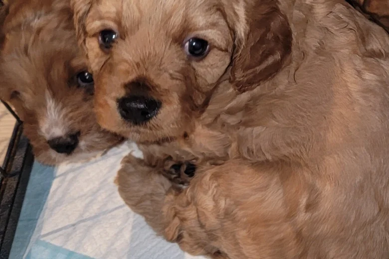 Cavapoo