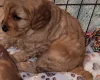 Cavapoo