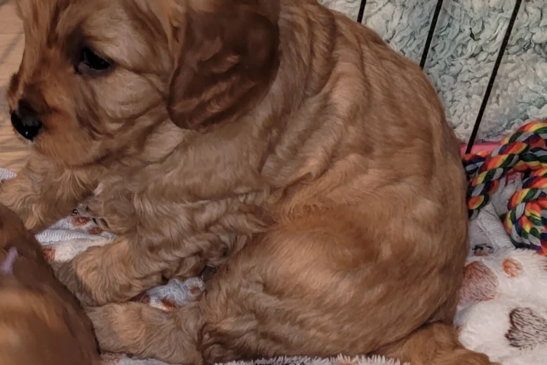 Cavapoo