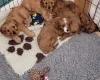 Cavapoo