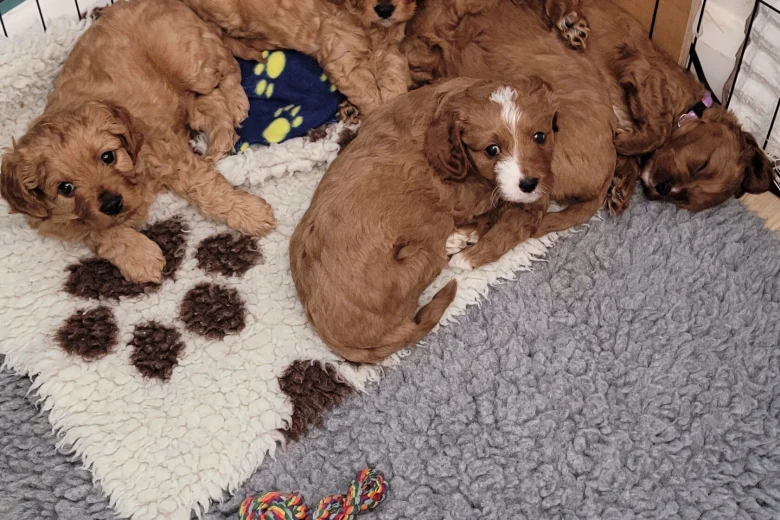 Cavapoo