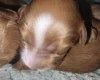Cavapoo
