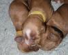 Cavapoo